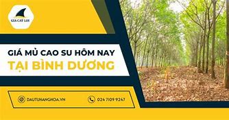 Giá Mủ Cao Su Bình Dương Hôm Nay